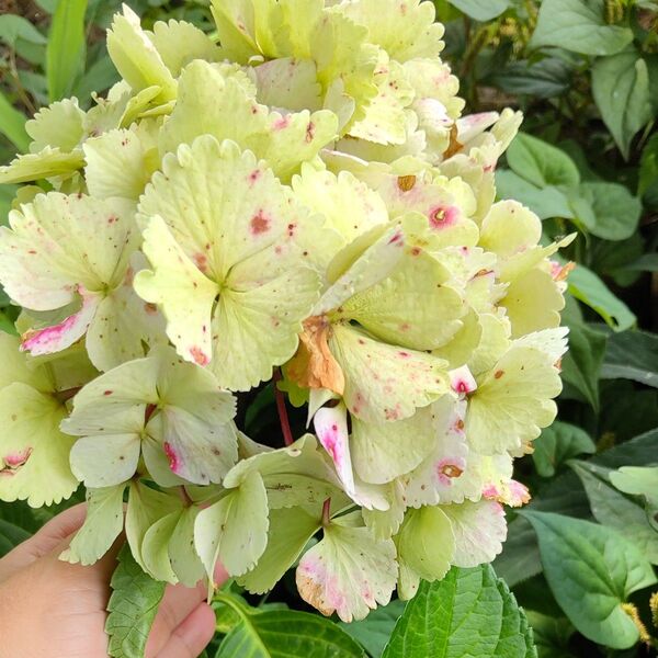 紫陽花 挿し穂