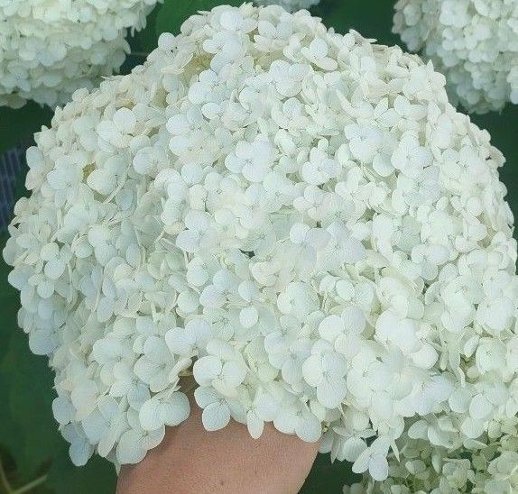 紫陽花 アナベル 挿し穂