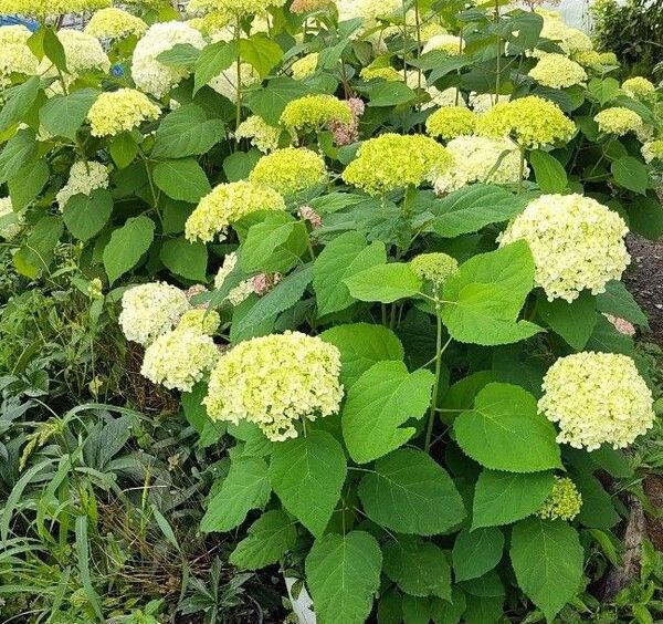 紫陽花 アナベル 挿し穂