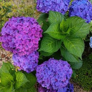 紫陽花 挿し穂