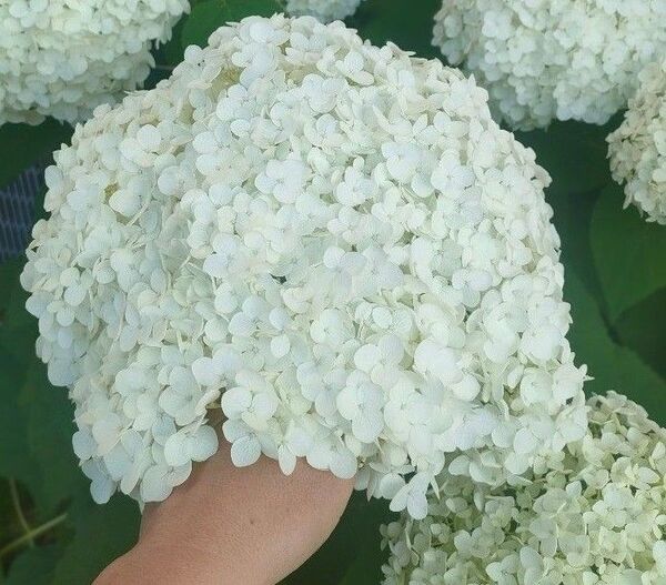 紫陽花 アナベル 挿し穂