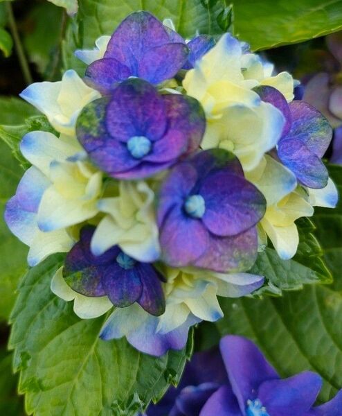 紫陽花 抜き苗
