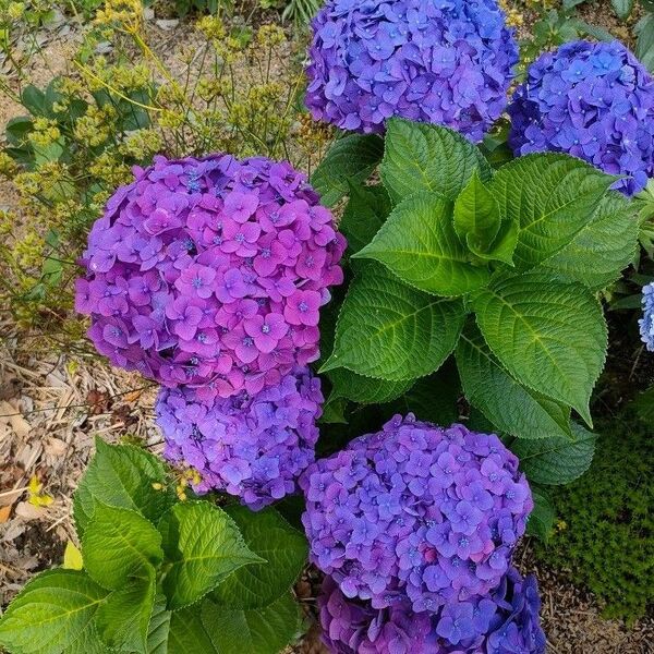 紫陽花 挿し芽 挿し穂