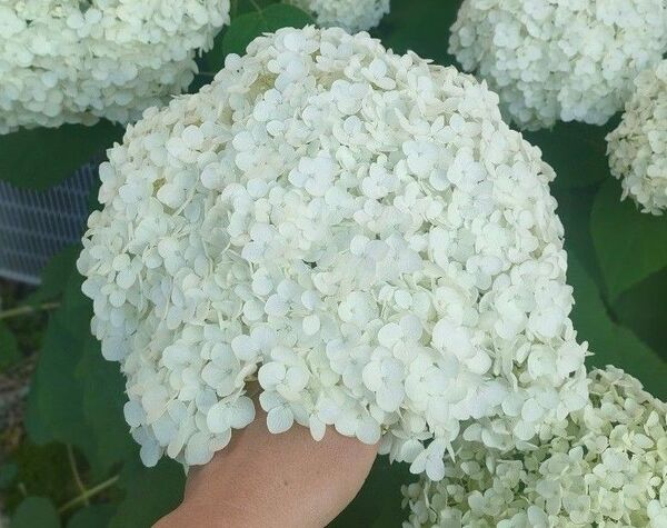 紫陽花 アナベル 挿し穂セット
