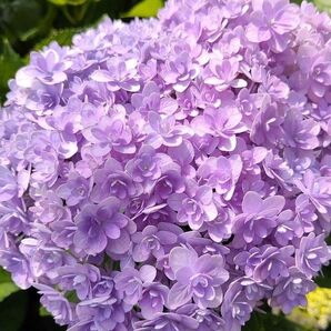 紫陽花 挿し芽 挿し穂