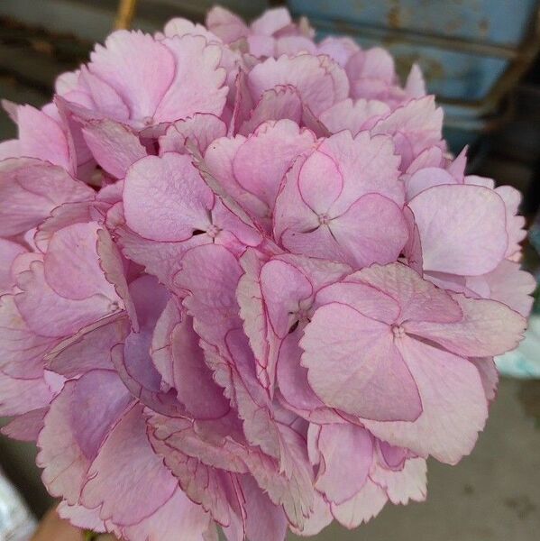 紫陽花 挿し芽 挿し穂