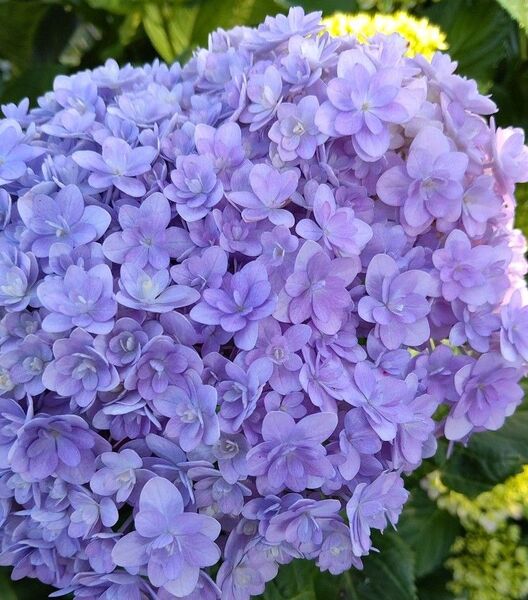 紫陽花 挿し芽 挿し穂