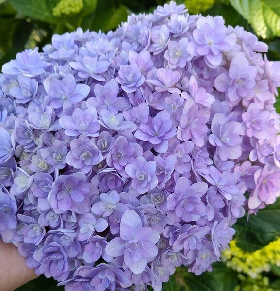 紫陽花 挿し芽 挿し穂
