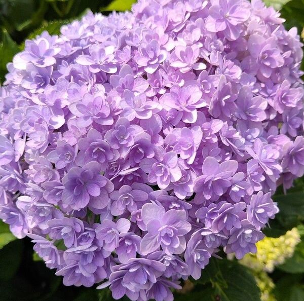 紫陽花 挿し芽 挿し穂