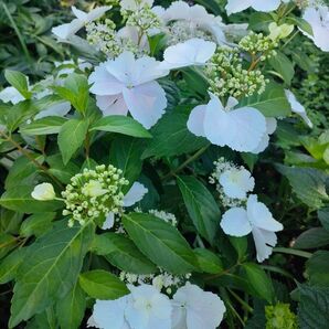 紫陽花 挿し芽 挿し穂