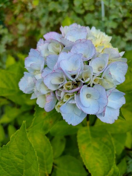 紫陽花 挿し芽 挿し穂