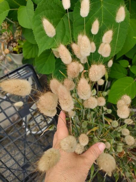 ラグラス オバタス種