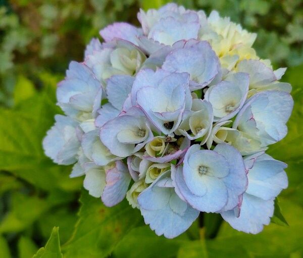 紫陽花 挿し穂