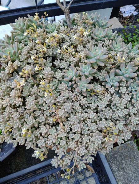 多肉植物 姫秋麗 カット苗