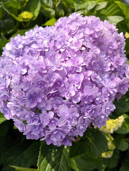 紫陽花 挿し芽 挿し穂