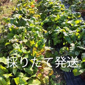 ビーツの葉っぱ