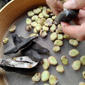 そら豆 種