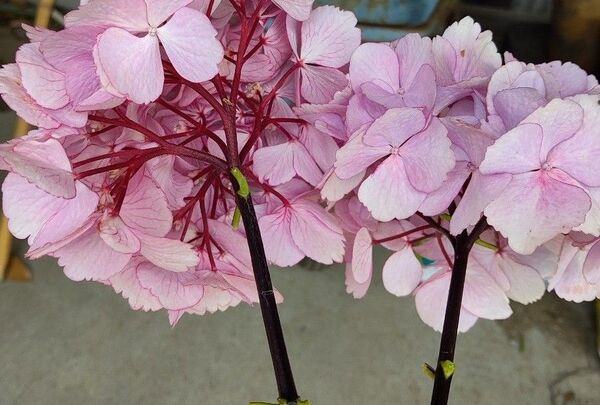 紫陽花 挿し穂
