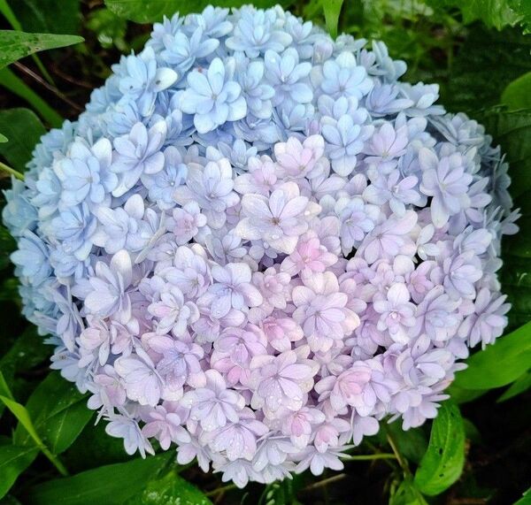 紫陽花 挿し芽 挿し穂