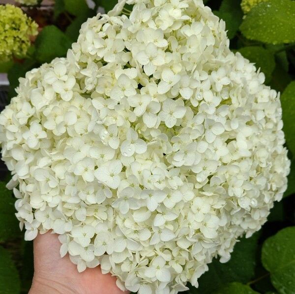 紫陽花 アナベル 挿し穂セット