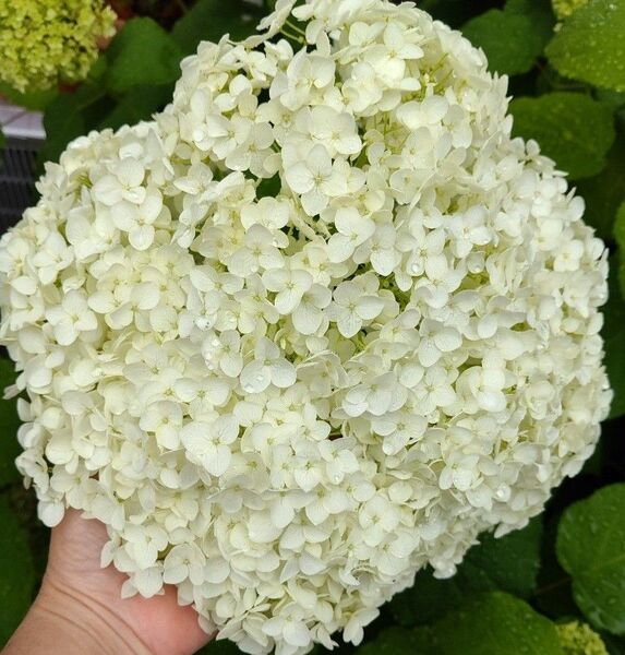 紫陽花アナベル 挿し芽 挿し穂