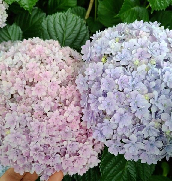 紫陽花 挿し穂