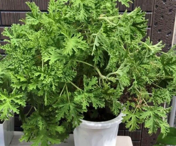 カレンソウ 蚊連草 蚊除け 5本