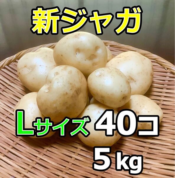 新じゃがいも Lサイズ40個、約5kg