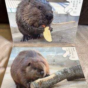 霞ケ浦どうぶつとみんなのいえ アメリカビーバー 公式ポストカード 絵葉書 新品未開封