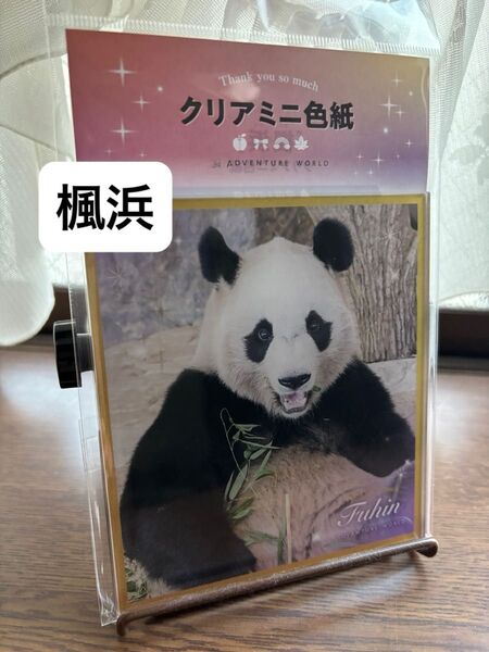 アドベンチャーワールド パンダ 楓浜 クリアミニ色紙 アクリルスタンド アクスタ 新品未開封品