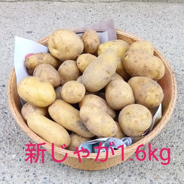 新じゃが1.6kg