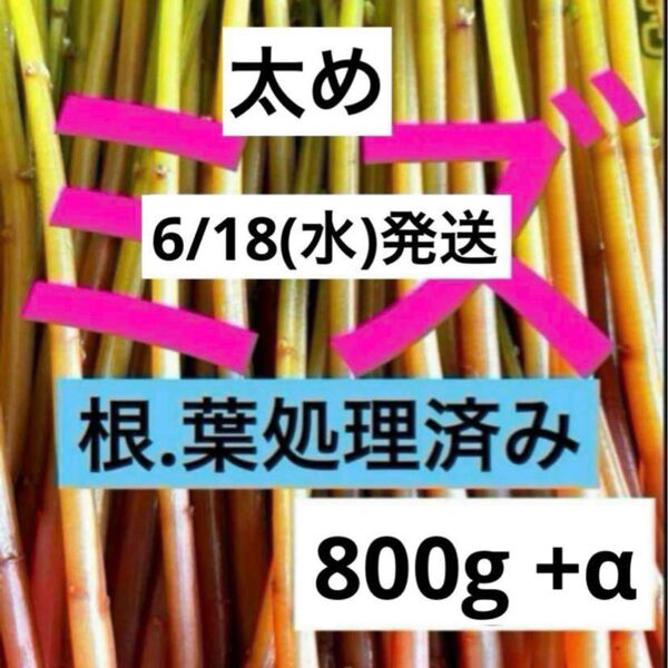 3)山菜ミズ6/18(水)新鮮発送 根.葉処理済み 山菜みず