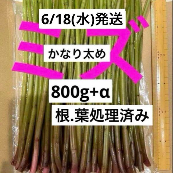 1)山菜ミズ6/18(水)新鮮発送 根.葉処理済み 山菜みず