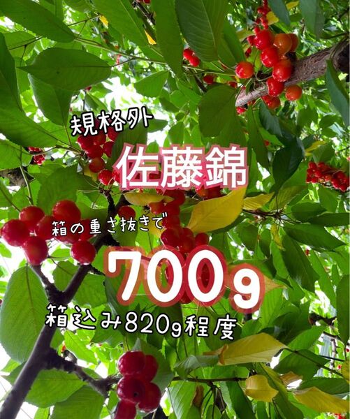 ( 26 ) 水曜発送予定《規格外》さくらんぼ 佐藤錦 山形県産 箱の重さ抜きで700g 家庭用 傷もの 訳あり