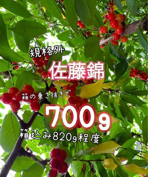 ( 19 )金曜発送予定《規格外》さくらんぼ 佐藤錦 山形県産 箱の重さ抜きで700g 家庭用 傷もの 訳あり