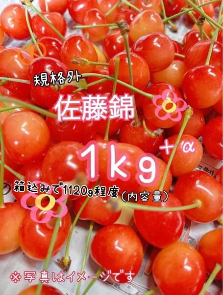 ( 25 ) 水曜発送予定《規格外》さくらんぼ 佐藤錦 山形県産 箱の重さ抜きで1kg 家庭用 傷もの 訳あり