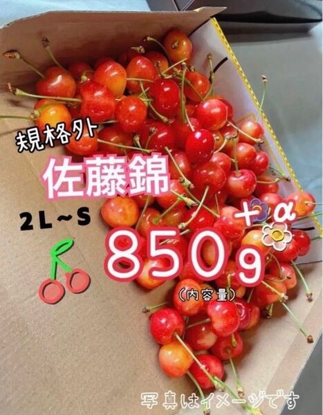 ( 8 )《規格外》さくらんぼ 佐藤錦 山形県産 箱の重さ抜きで850g 家庭用 傷もの 訳あり