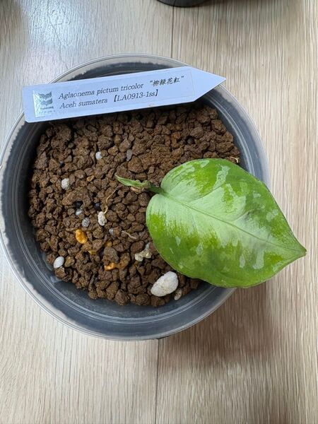 Aglaonema Pictum ’’ 柳緑花紅’’【LA0913-1ss】 アグラオネマ