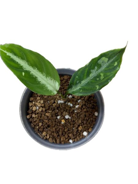 アグラオネマ Aglaonema pictum 'TG-3' from Tigalingga【HW1123-01c】No.4