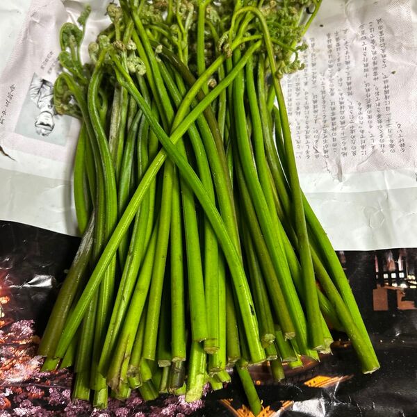 青森産天然、蕨今日朝とれたものです。700グラムはあります。多く取れましたので特価で販売いたします。よろしくお願いします。
