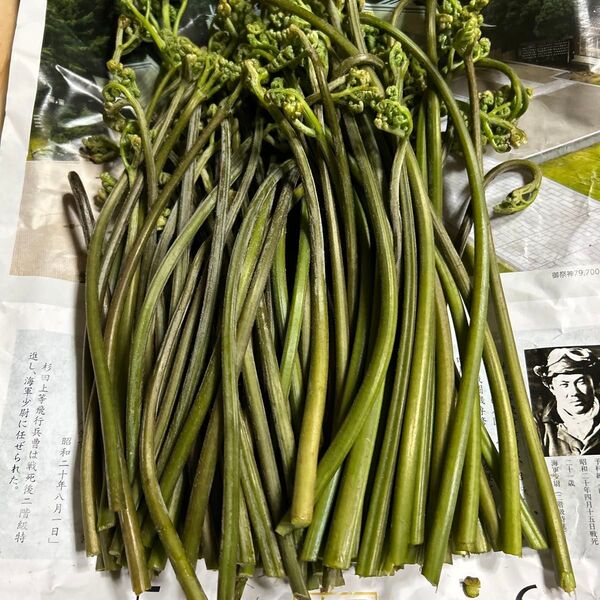 青森産天然、蕨今日は誘ったものです。細めです。700グラムあります。よろしくお願いします。