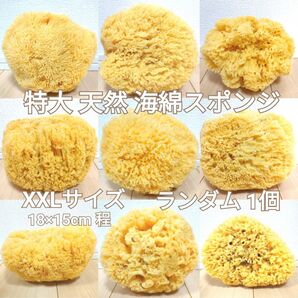 天然 特大! 海綿スポンジ ギリシャ産 グラス種 XXLサイズ ランダム1個