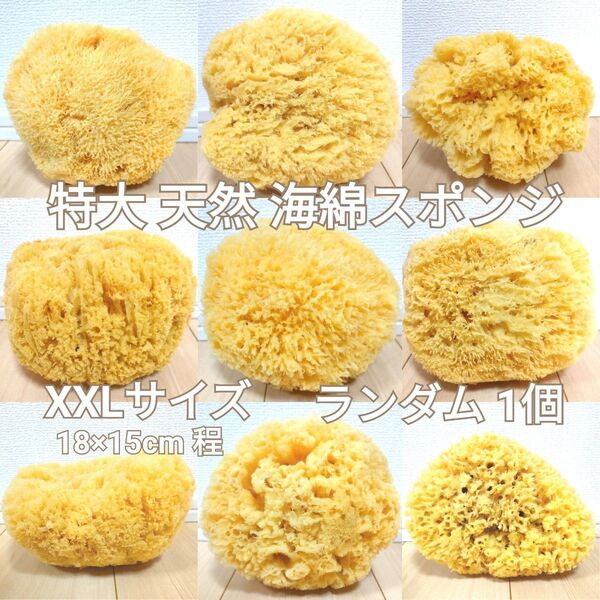 天然 特大! 海綿スポンジ ギリシャ産 グラス種 XXLサイズ ランダム1個