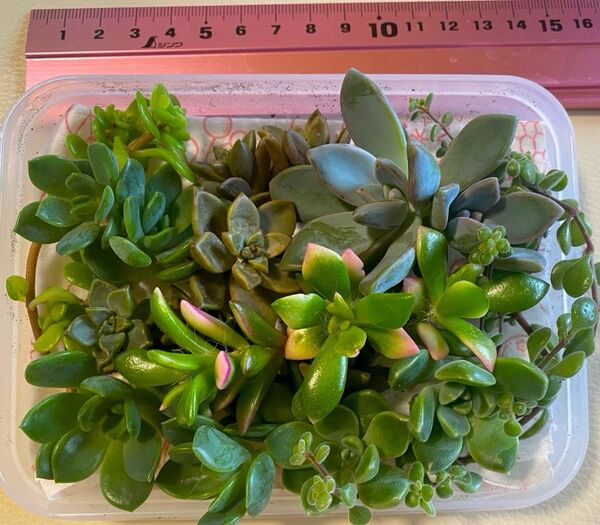 多肉植物 多肉弁当 寄せ植え カット苗(一部発根苗) 詰め合わせ