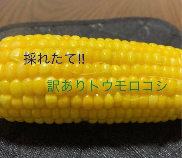 訳ありトウモロコシ80サイズ
