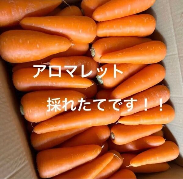 小さな人参10キロ