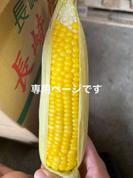 訳ありトウモロコシ80サイズ