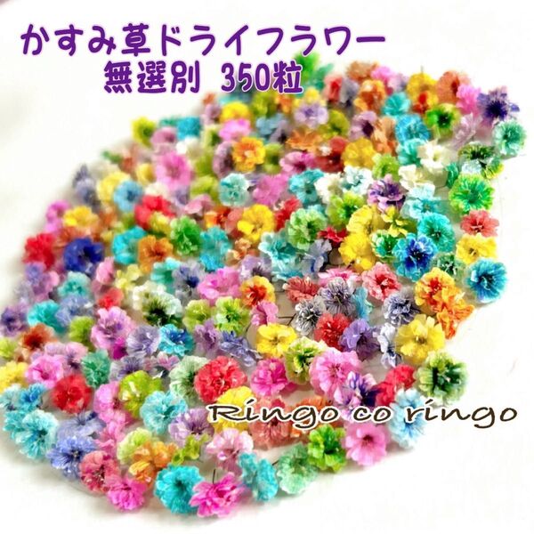 かすみ草ドライフラワー 350粒 無選別mix 6.2
