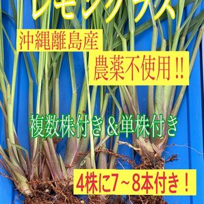 抜き苗 ハーブ 根付き&単株 4株 ネコポス発送 発送から2日後到着予定です