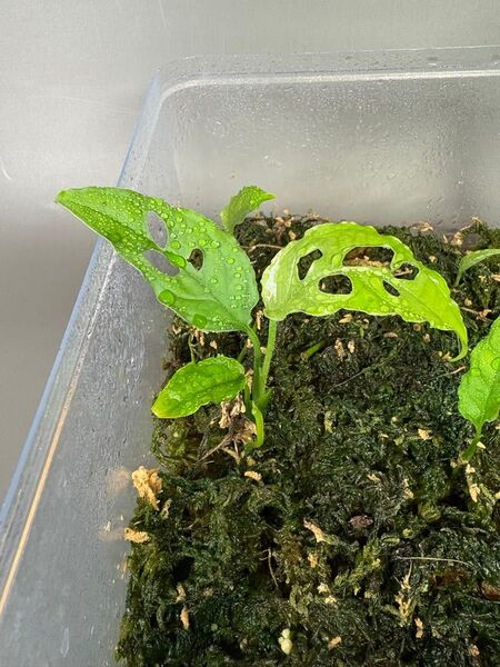 モンステラ オブリクア ペルー Monstera Obliqua peru